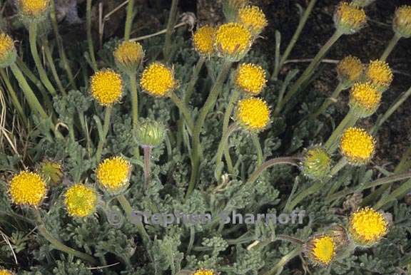 erigeron compositus 2 graphic